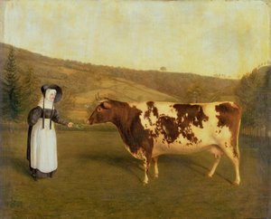 شورثورن بقرة ، 1840-50